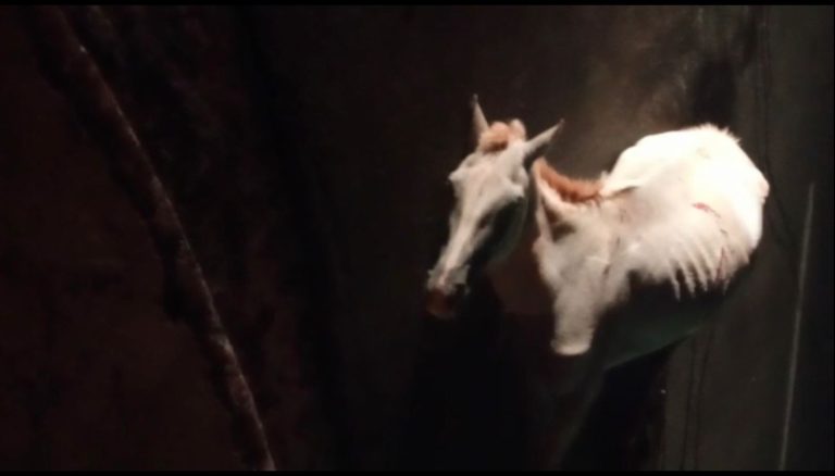 Vídeo | Égua prenha é atropelada e fratura duas patas na avenida Patriarca; Motorista fugiu do local