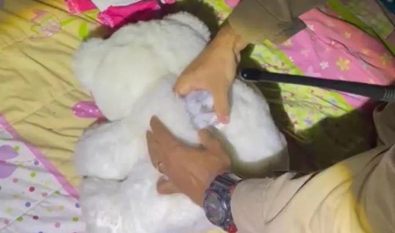 Polícia encontra ursinho de pelúcia carregado com maconha e cocaína em guarda-roupa de jovem de 21 anos