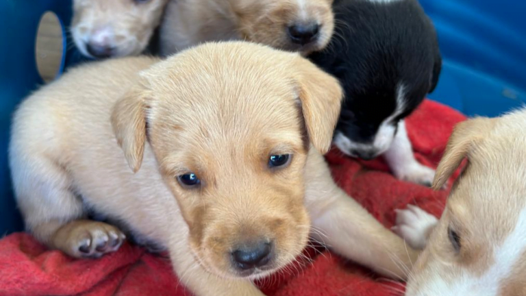 Pet Stop promete atrair centenas de pessoas em Praia Grande