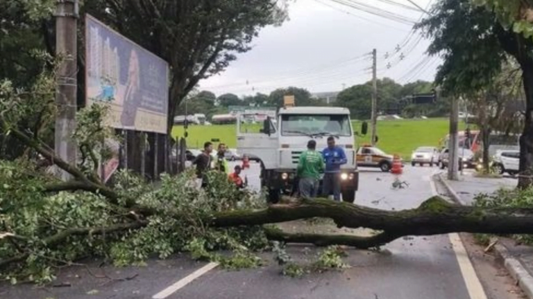 Chuva e ventos fortes derrubam ao menos 50 árvores