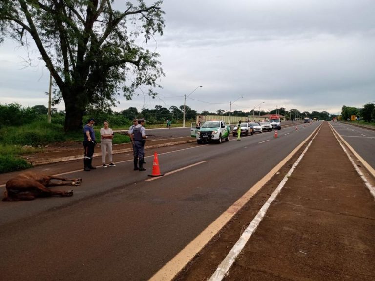 Homem de 47 anos morre após atropelar cavalo solto em rodovia de Pontal