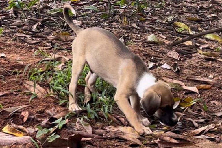 Quer adotar um cãozinho? Secretaria Municipal do Meio Ambiente tem 21 filhotes disponíveis