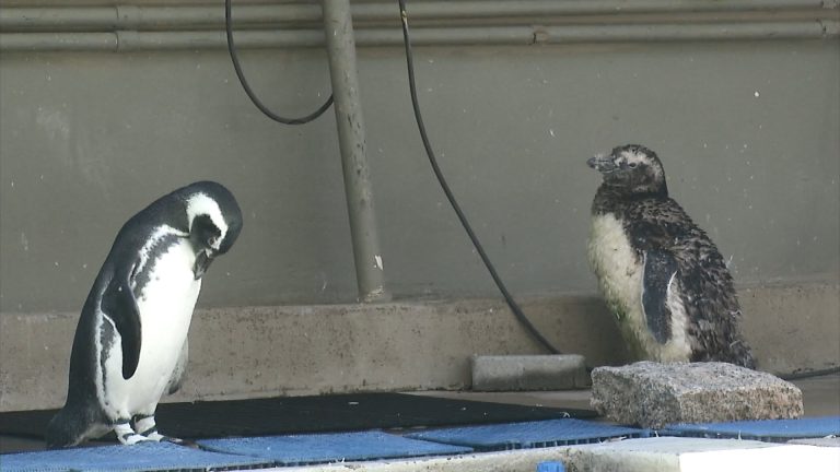 Instituto Gremar registra aumento de 26% em ocorrências com animais marinhos na Baixada Santista em 2022