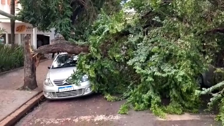 Após tempestade, árvore cai e atinge três veículos na região central de Ribeirão Preto