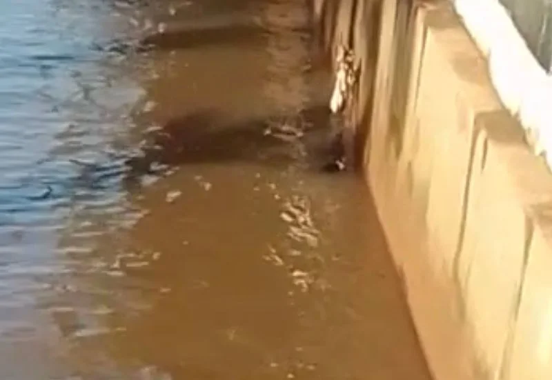 Vídeo | Gato desaparece ao cair em córrego do Centro de Ribeirão Preto
