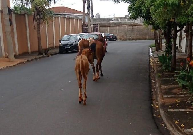 Divisão de Bem-Estar Animal alerta sobre guarda responsável de animais de grande porte