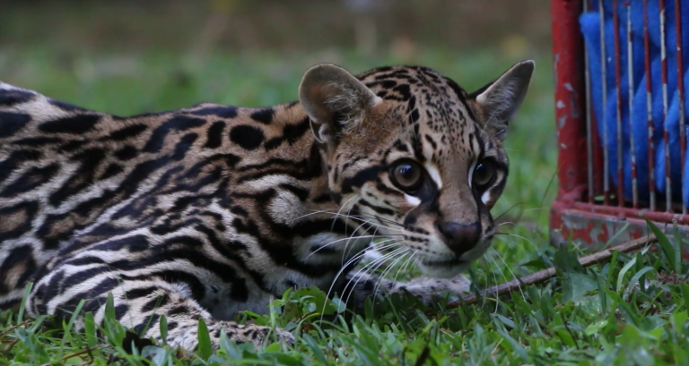 Fofura e ferocidade! Jaguatirica surpreende funcionários ao aparecer na prefeitura de Itapira