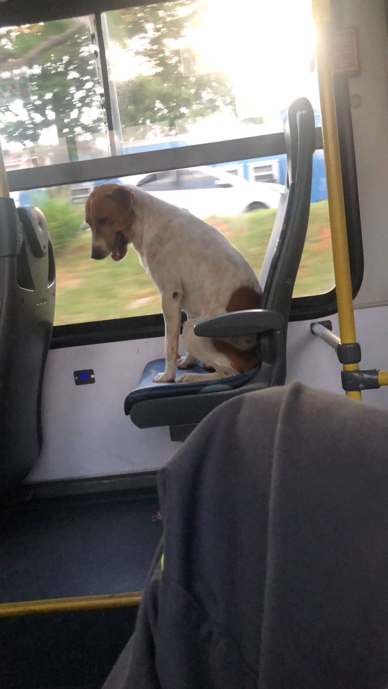 Cachorro que viajou de ônibus sozinho é encontrado em Monte Mor