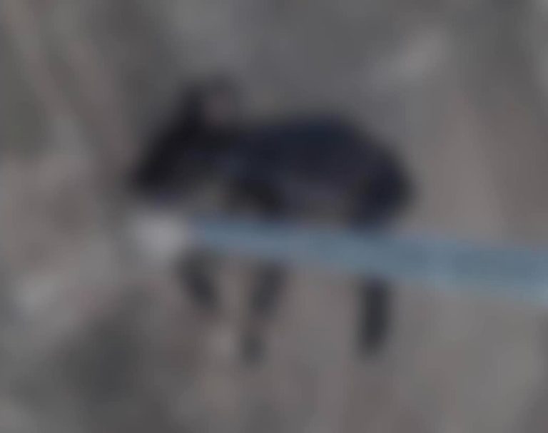 Cão morre enforcado ao ser amarrado em poste da região