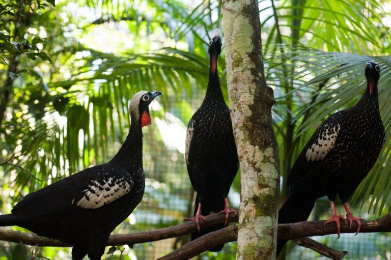 Aves de 80 espécies podem ter desaparecido de áreas de preservação em SP