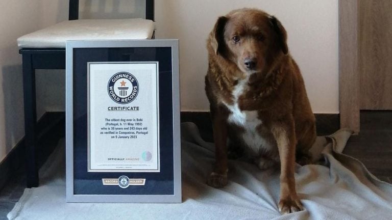 Cão mais velho do mundo faz 31 anos; como calcular a ‘idade humana’ do seu?