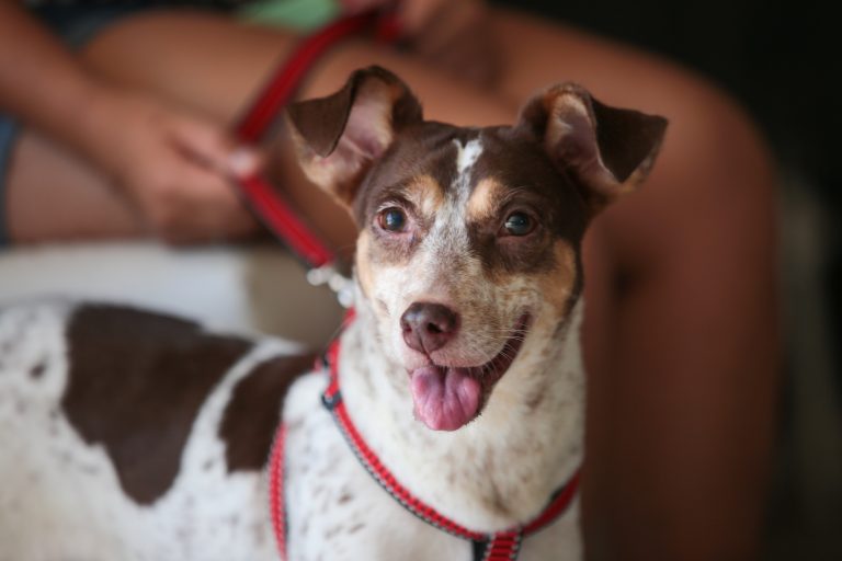 Prefeitura de Praia Grande realiza serviço de castração em cães e gatos
