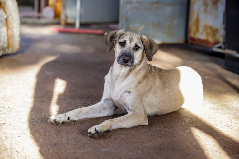Castramóvel retorna as ruas no segundo semestre
