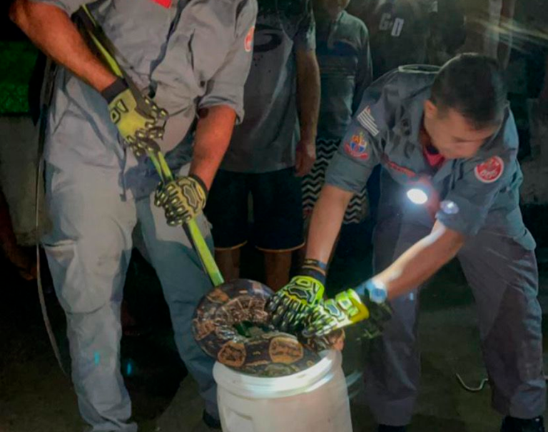 Jiboia de 3 metros é resgatada em Ubatuba
