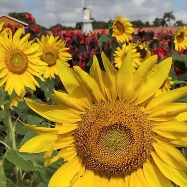 Passeio turístico em Holambra tem visita a campo de flores, degustações, chá da tarde e oficina de plantas
