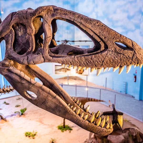 Maior da América Latina, Museu de História Natural é inaugurado em Itatiba