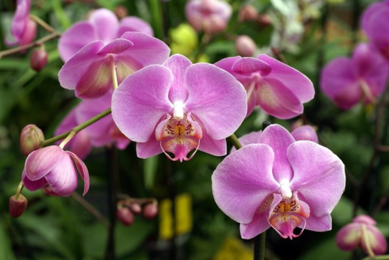 Valinhos sedia 15ª Exposição de Orquídeas neste final de semana