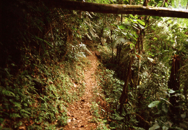 SP tem 30 mil parques do Ibirapuera em áreas protegidas, indica plataforma