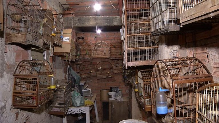 200 pássaros são encontrados dentro de uma casa, em Campinas