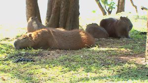 O corpo eu já tenho em 2023  Capivara, Fotos de capivara, Capivaras