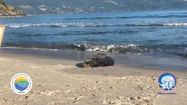 Lobo-marinho volta ao mar após passeio na praia de Guaeca em São Sebastião