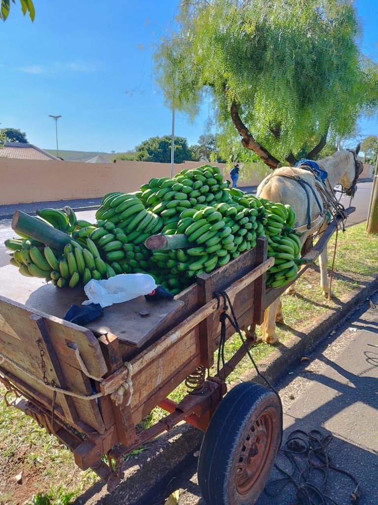 Ladrão de bananas: Dupla é presa em Limeira com dez cachos da fruta