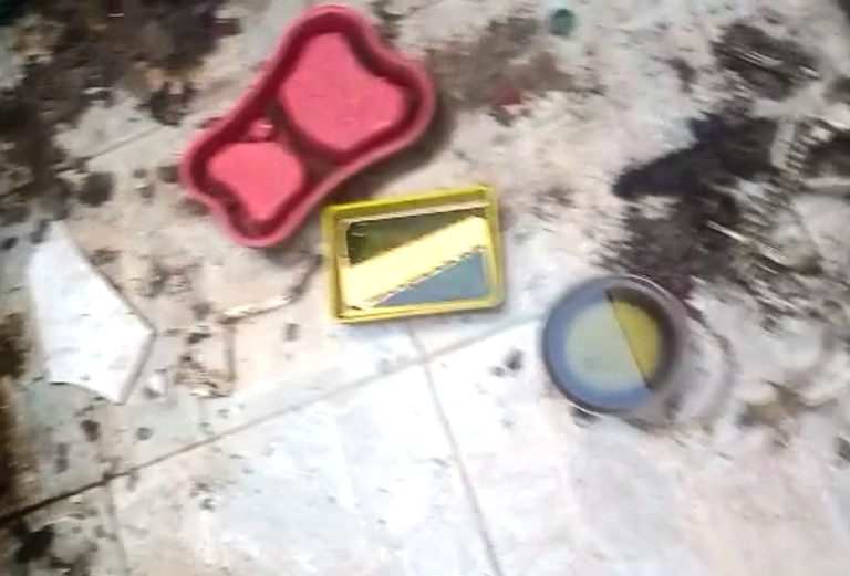 Animais abandonados e mortos são encontrados em casa vazia de Sumaré