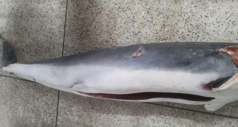Tubarão ameaçado de extinção é encontrado em armazenamento irregular do Guarujá