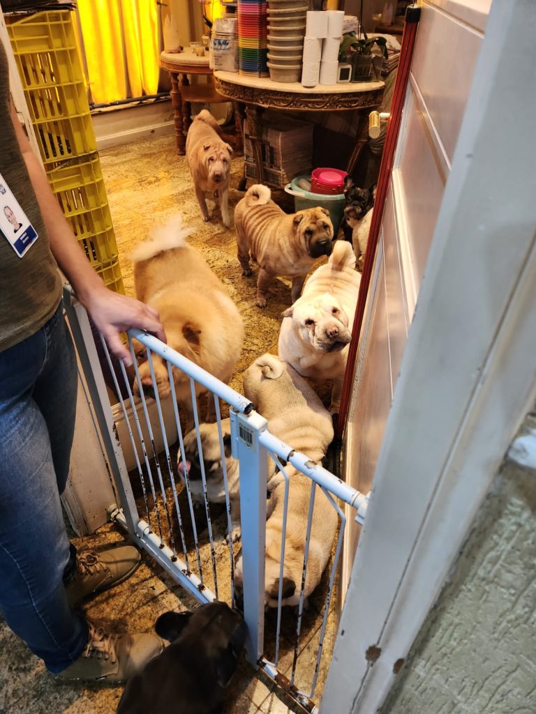 125 cães encontrados em condições de maus tratos são resgatados em Jundiaí