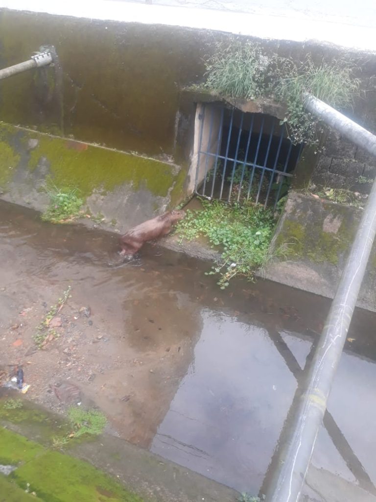 Capivara é flagrada dando um “rolê” em Santos