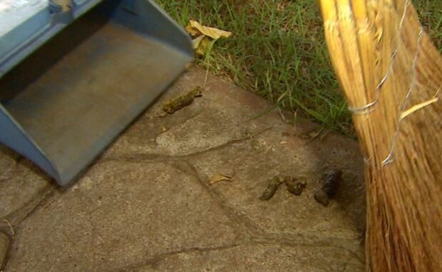 Cocô de cachorro irrita moradora e situação termina em agressão