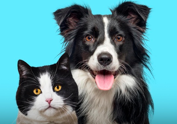 Adoção responsável e cuidados com animais adotados: veterinária explica tudo