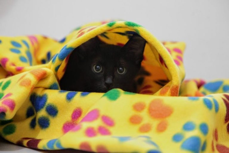 Santos realiza a arrecadação dos cobertores e roupas para pets