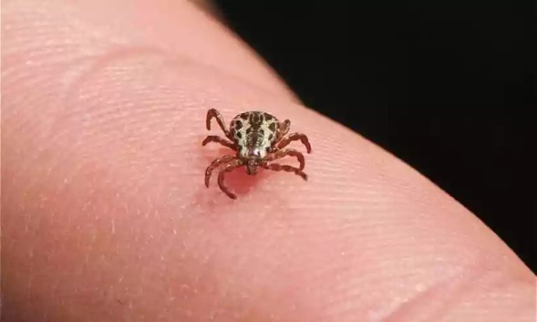 Campinas confirma morte de adolescente por febre maculosa