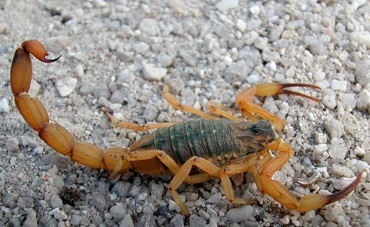 Criança de três anos é picada por escorpião dentro de creche municipal em Taubaté