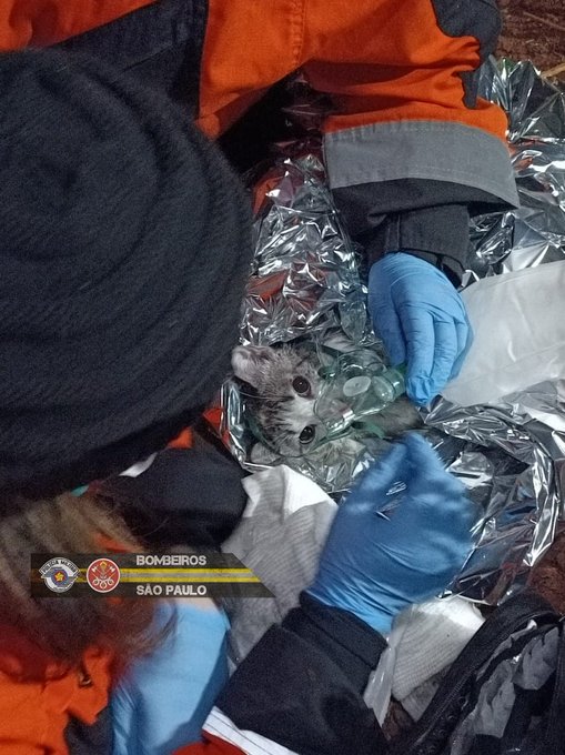 Bombeiros salvam gato com máscara de oxigênio