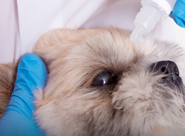 Junho violeta: mês de prevenção das doenças oculares em pets; veterinário esclarece todas as dúvidas sobre elas