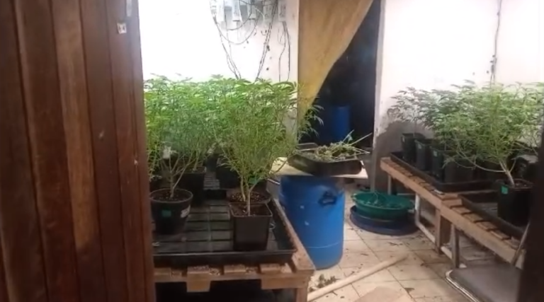 Plantação de maconha é descoberta em Socorro