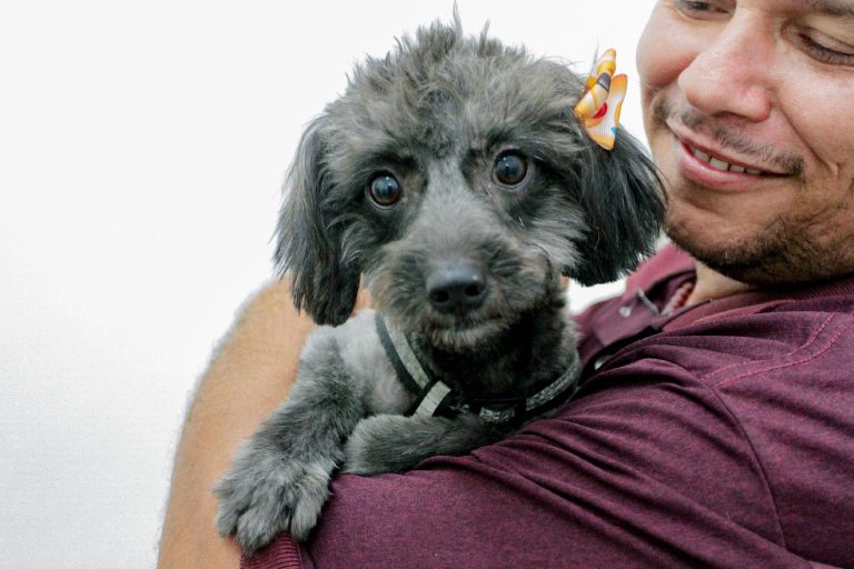 Meio Ambiente abre cadastro para 331 vagas de castração para cães e gatos