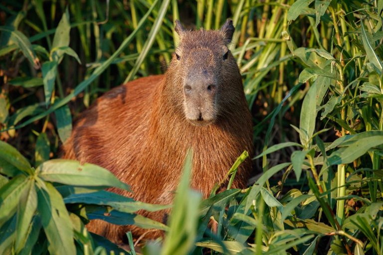 Capivaras do Parque Olhos D´água passam por estudos sorológicos