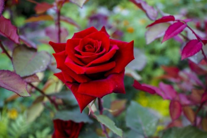 Veja alternativas à rosa vermelha para o Dia dos Namorados