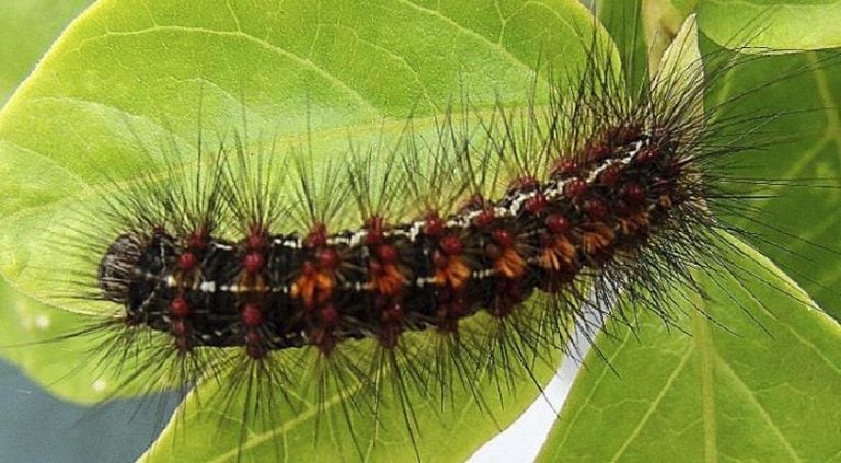 Saúde alerta sobre envenenamento por acidente com taturana