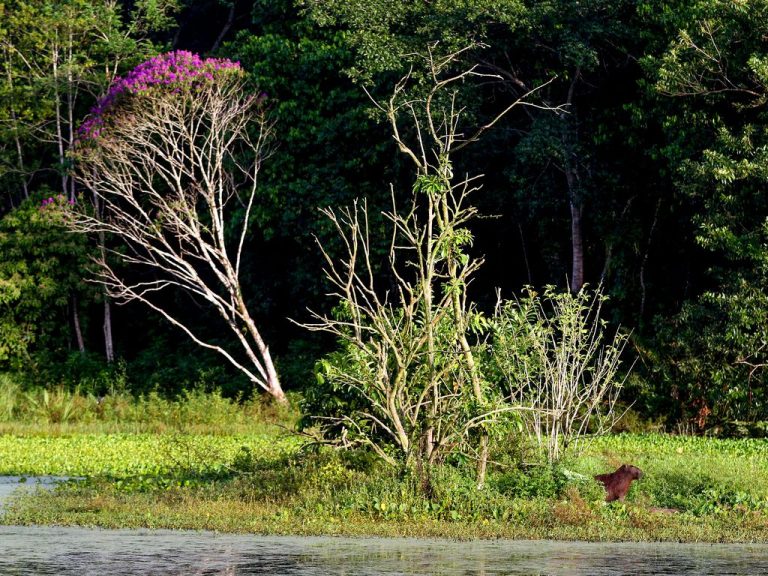 Campinas estuda esterilização de capivaras após casos de febre maculosa