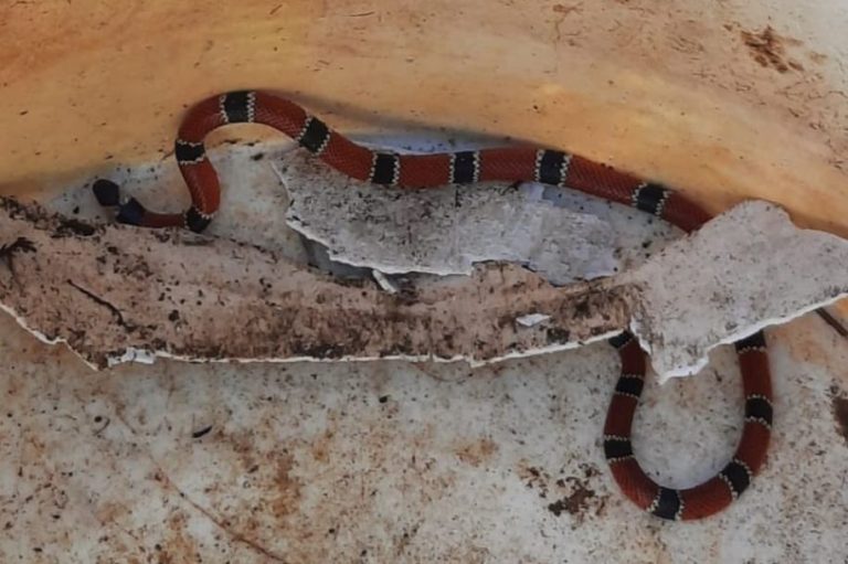 Cobra venenosa é encontrada no quintal de uma casa, em morro de São Vicente