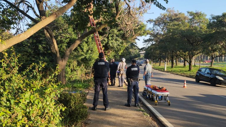 Homem em estado de surto é resgatado de árvore em Limeira
