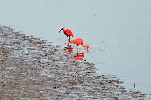 Guarás-vermelhos chegam ao Portinho da Praia Grande para dar mais beleza