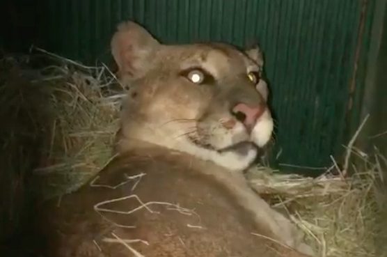 Onça-parda é atropelada na rodovia Dom Gabriel Couto, em Cabreúva, o felino foi resgatado por funcionários da concessionária
