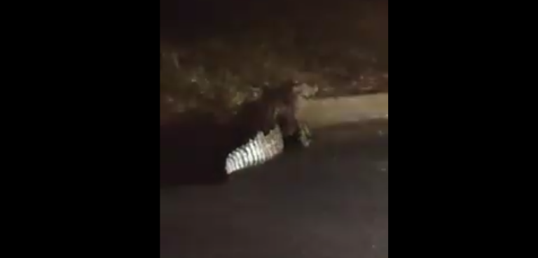 Vídeo | Jacaré é encontrado nas proximidades da USP em Ribeirão