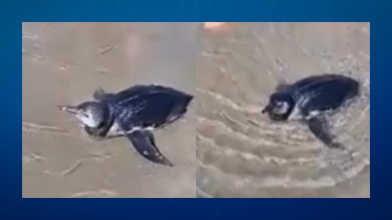 VÍDEO – Pinguim-de-Magalhães é resgatado em praia de Praia Grande