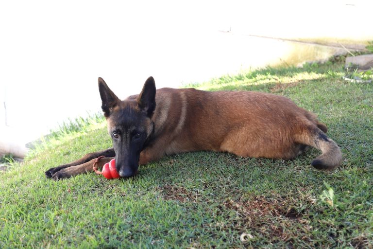 Explosão de fofura! Hunter é o nome escolhido pelos internautas para o filhote da GM